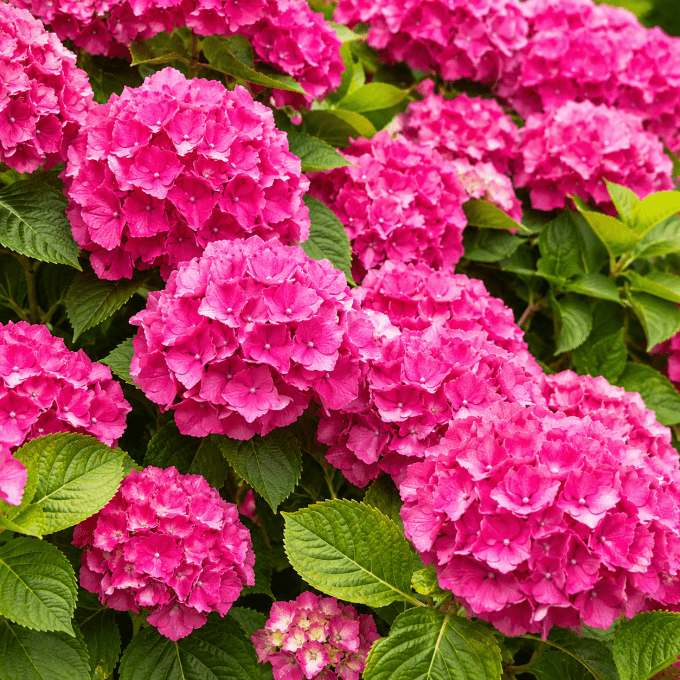 Collier Paillettes d' Hortensia